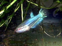 Betta Fry 7.5 weeks